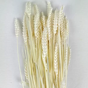 Tarwe na svetlem ozadju