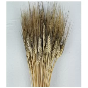 Naravni Triticum z bež stebli in temnimi resami na svetlem ozadju