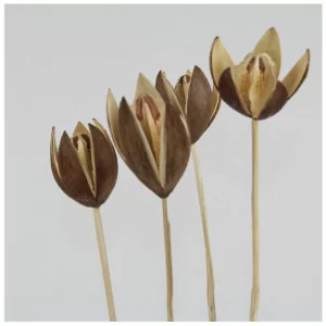 Wild lilly natur barve.