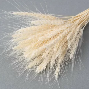 Bež pljuvi žita na sivem ozadju